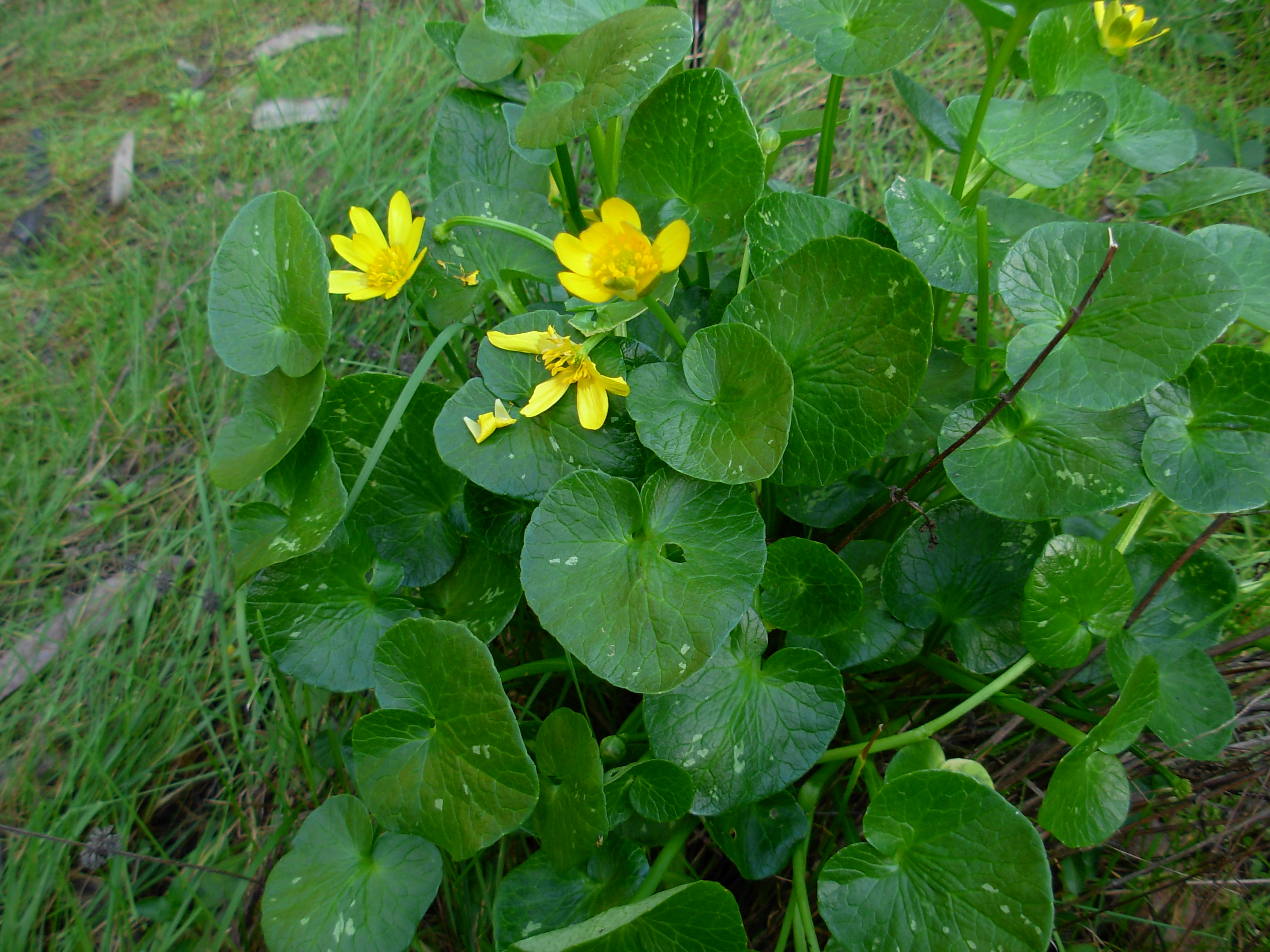 Ranunculus Ficaria
